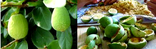 无花果与榕小蜂共生的奇妙世界揭秘