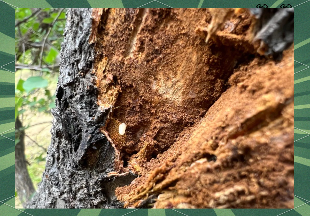 小蠹虫的危害与防治策略,保障园林健康