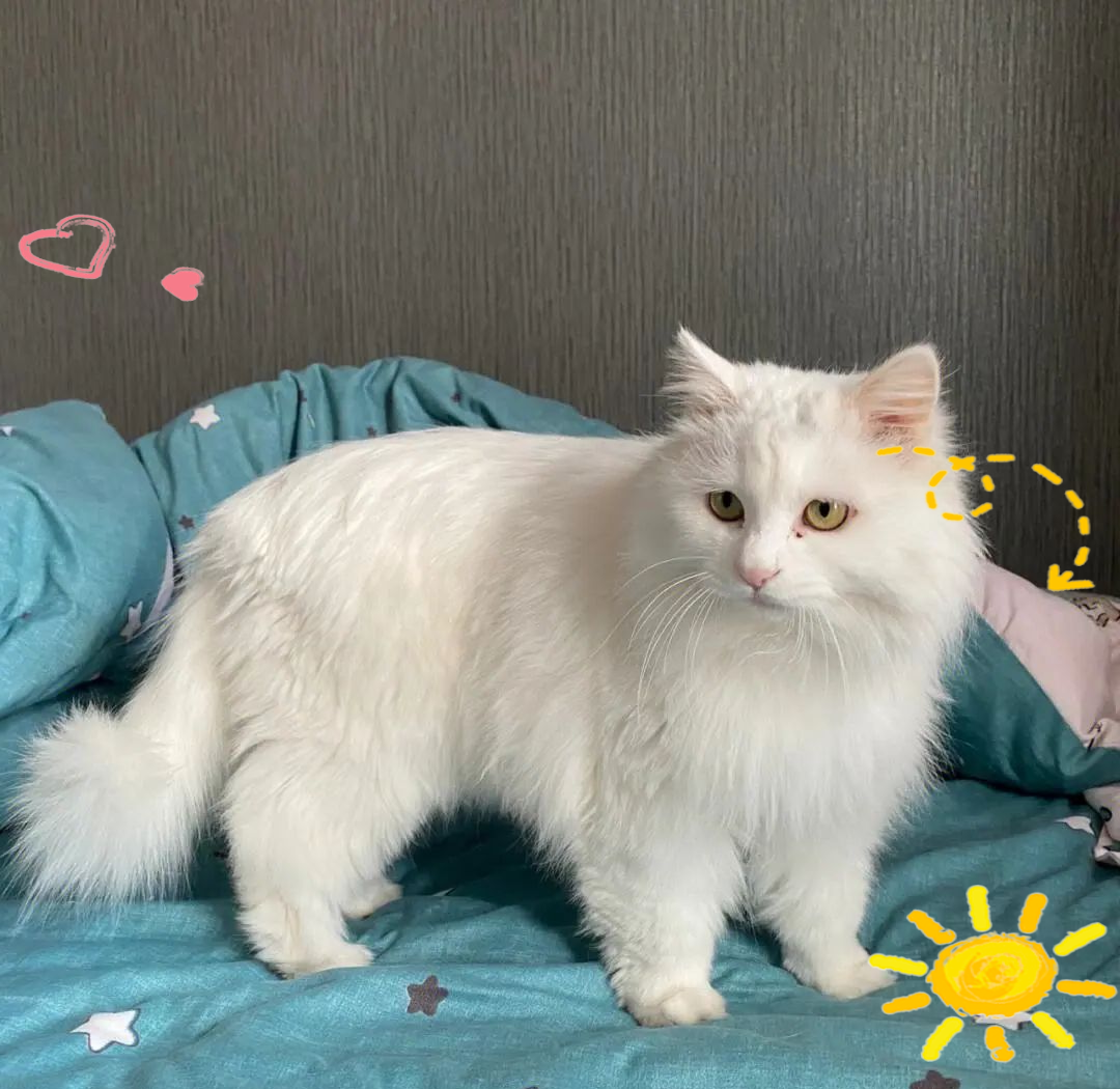 山东狮子猫品种全面介绍与指南