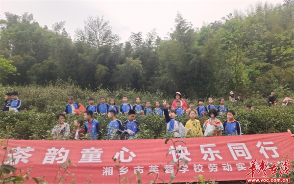 湘乡市芙蓉学校开展"茶韵童心 快乐同行"劳动实践活动