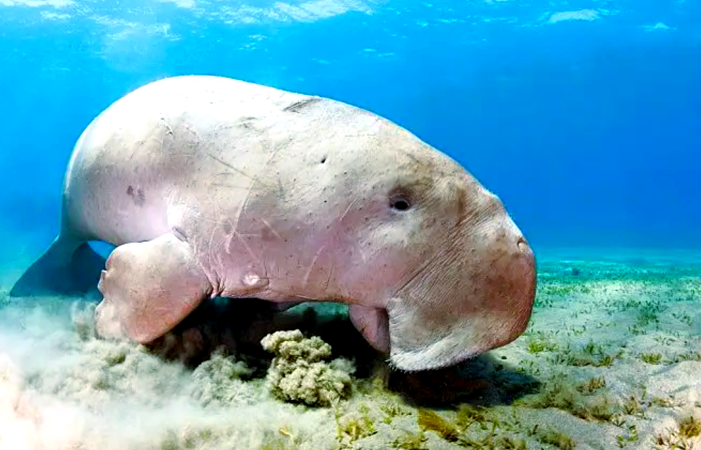 美人鱼儒艮:生存现状与保护之路