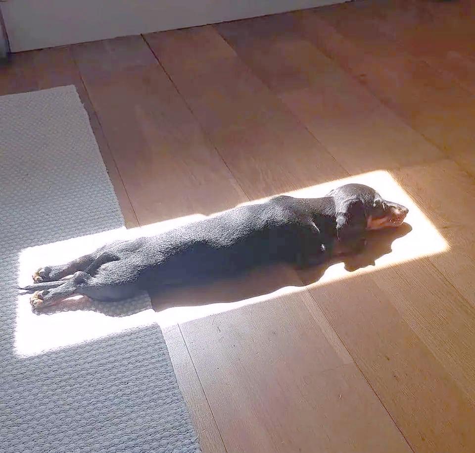 多张瞬间治愈人心的照片,感受不一样的舒适!