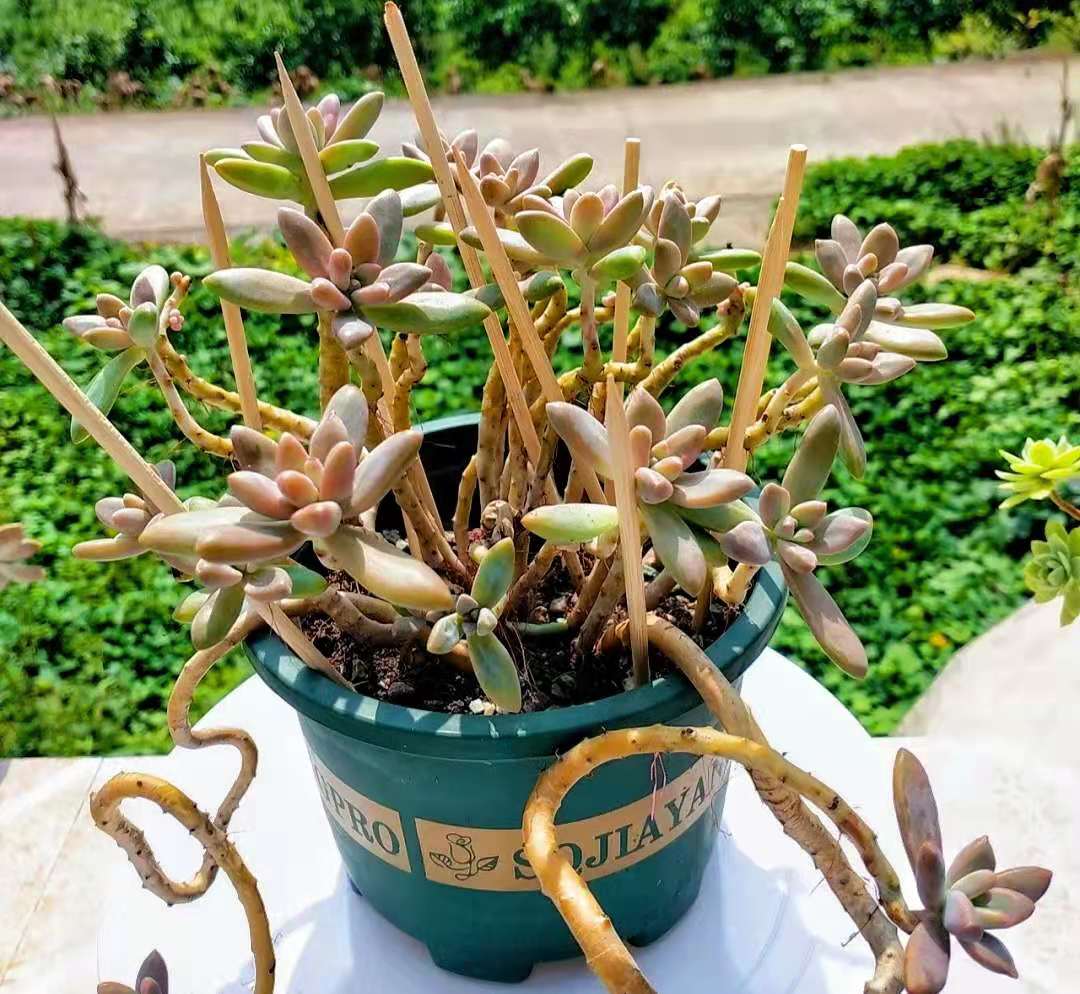 发现一个多肉好品种"秋丽",爱出老桩爱爆芽,巨好养