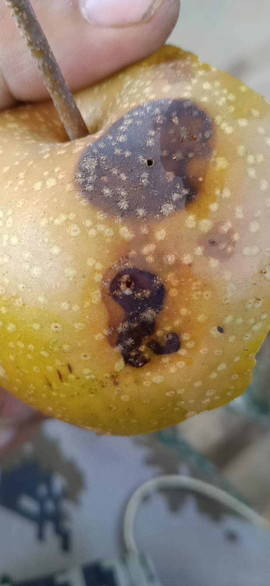 看到这张图片,你觉得这个梨有什么问题? 是病害还是虫害?