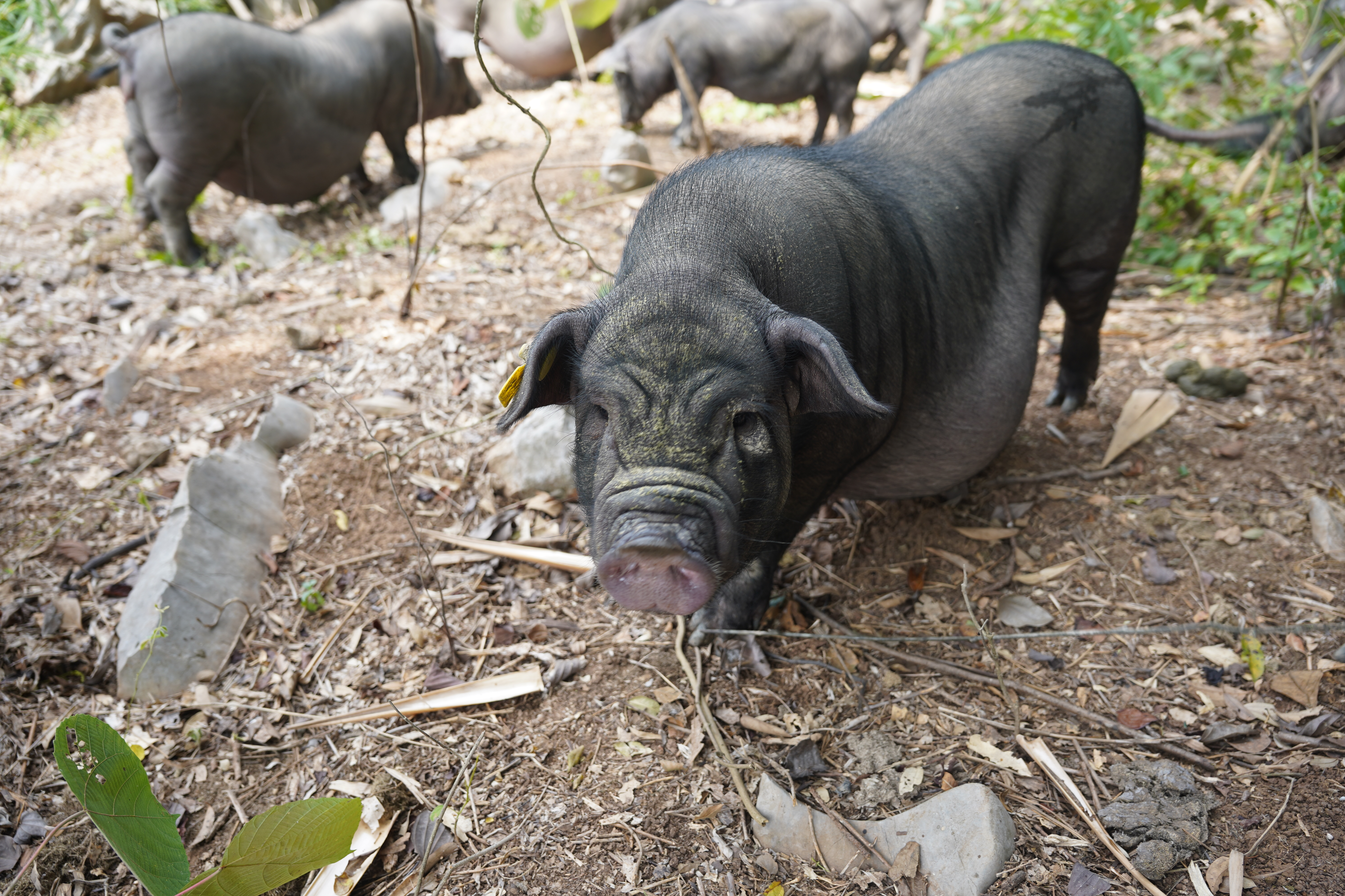 环江香猪是一种体型比较小的香猪
