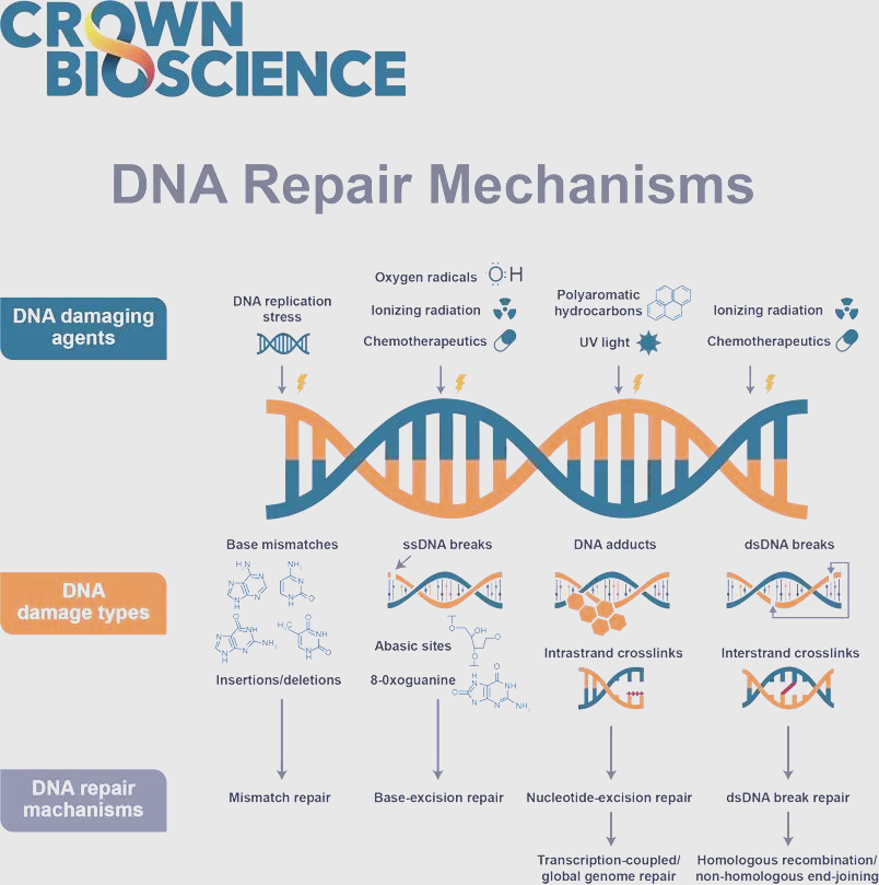 科学探索：DNA损伤应答与修复在癌症中的关键作用