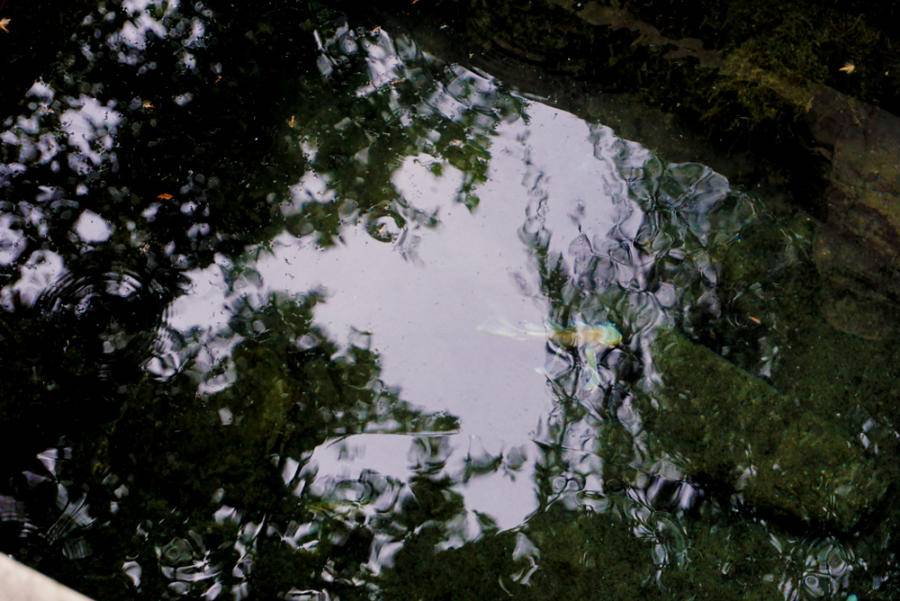 十一年前我拍摄到金线泉里的金线