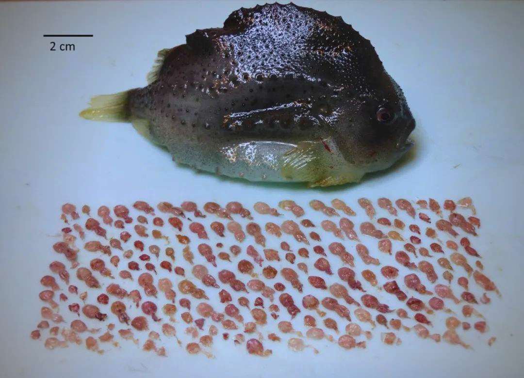 揭秘圆鳍鱼的神奇世界:从海洋清洁工到美味佳肴