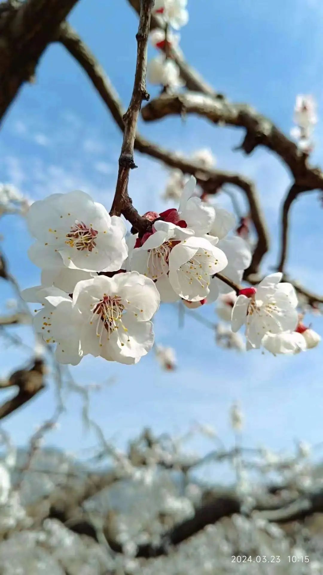 春日浪漫开启 杏花已缀满枝头