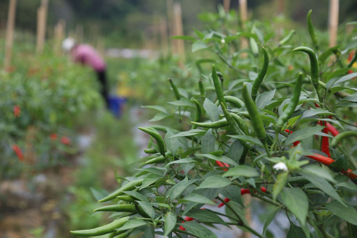 德庆县:种植小米辣椒助力乡村振兴