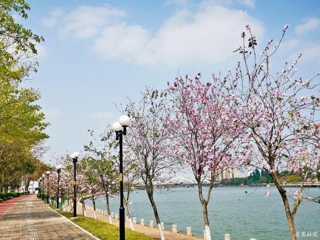 宮粉紫荊花開 番禺市橋河畔添秀色