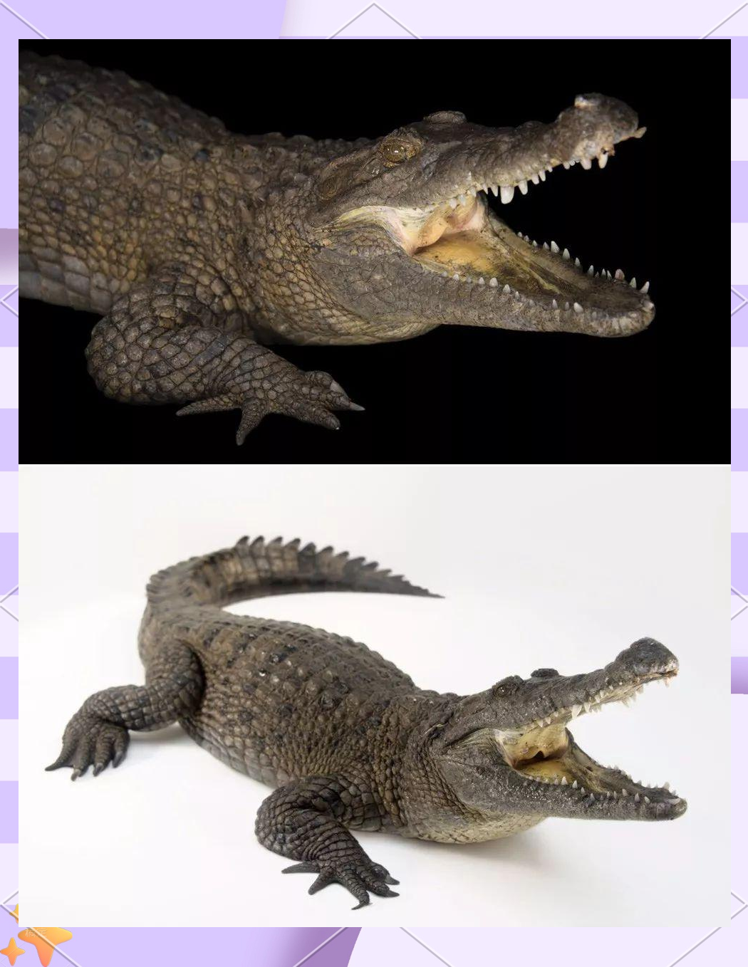 多种鳄鱼介绍:横跨数亿年的孑遗生物