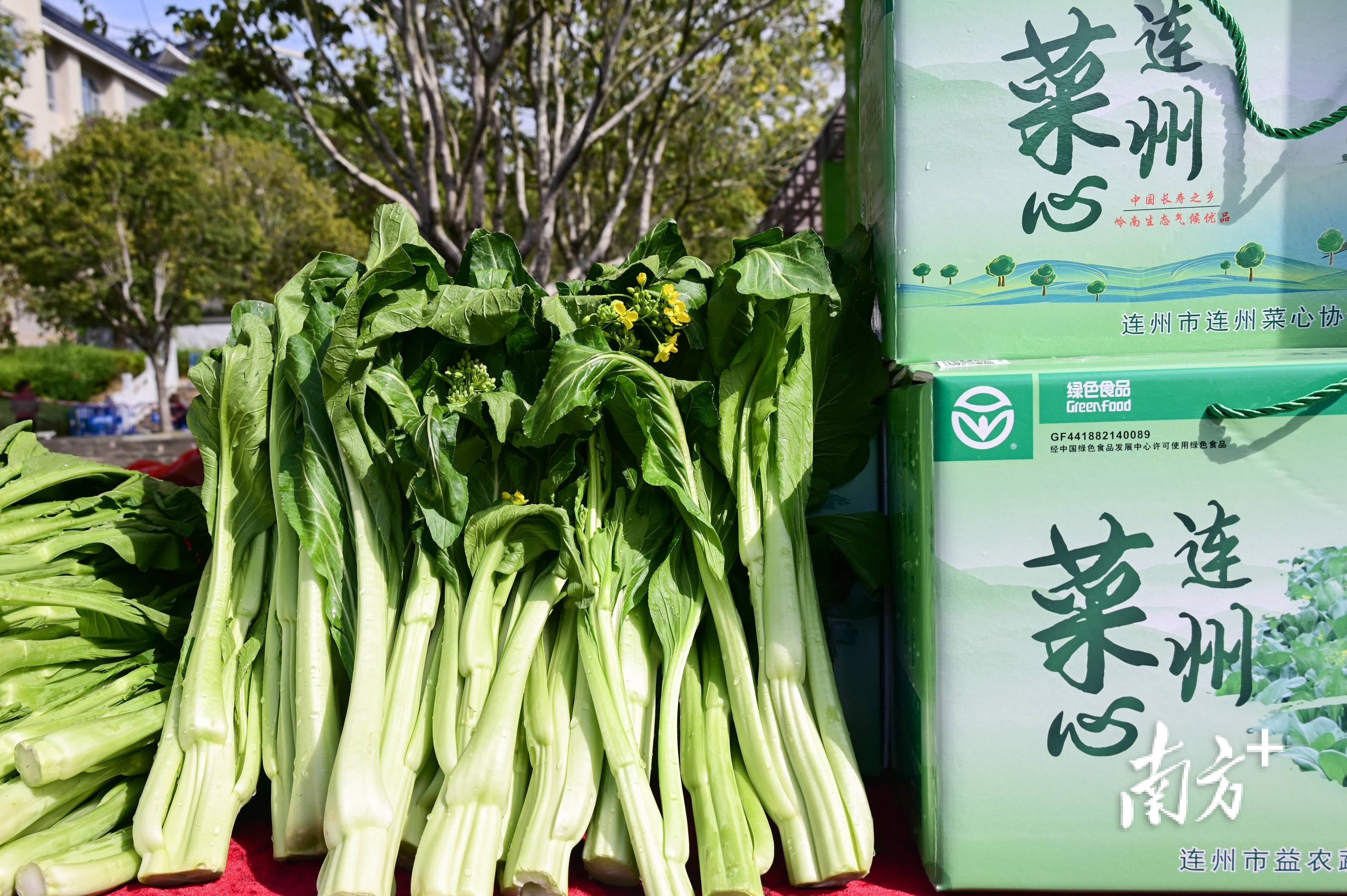 中国蔬菜流通协会助力连州菜心产销对接走向全国