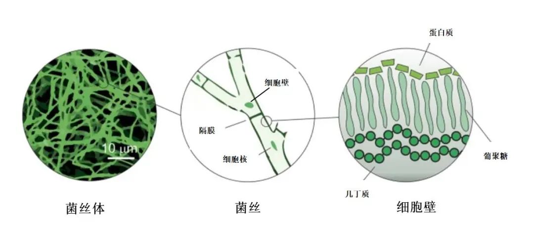 既能下火锅饱肚子,又能上太空造房子?没错,我说的就是蘑菇