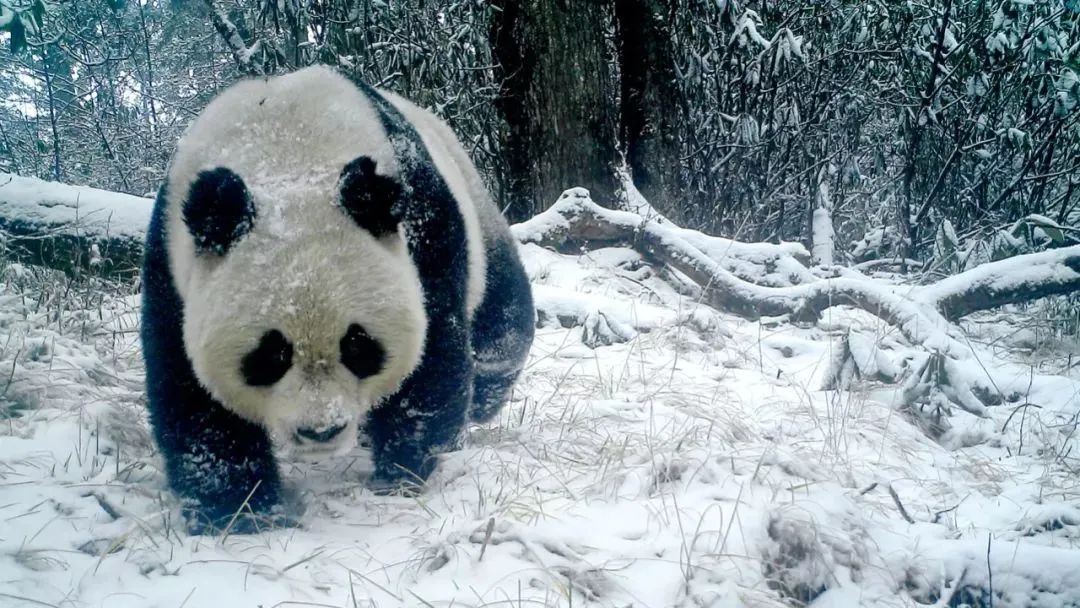 甘肃这座资源的"大宝库",最多的富矿在陇南