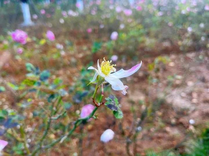 花叶相映,红衰翠减