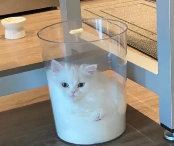 都知道猫是液体动物,所以我们把猫猫称为一杯猫好像也没什么错