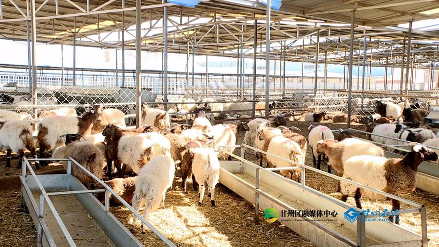 甘加羊跻身国家级保护行列,引领夏河县畜牧业发展新潮流