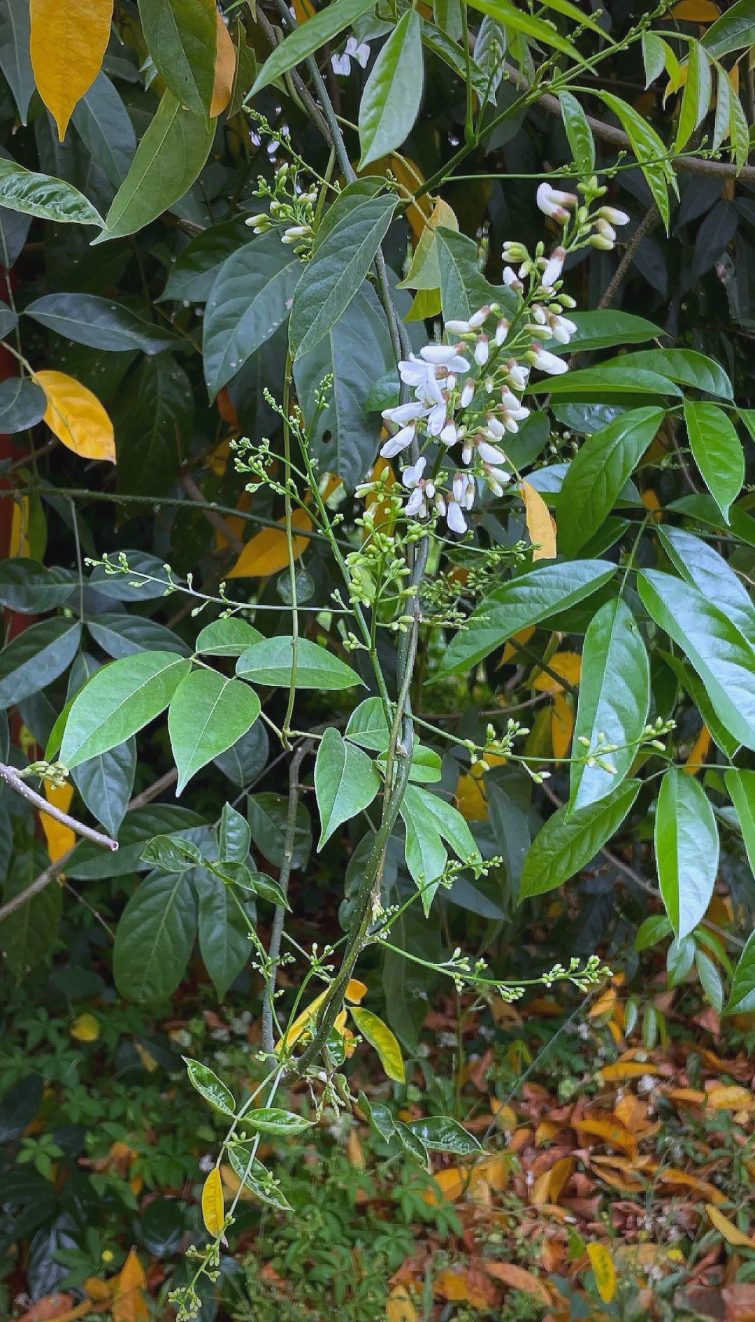 中南鱼藤(豆科鱼藤属植物)的详细介绍与图片展示