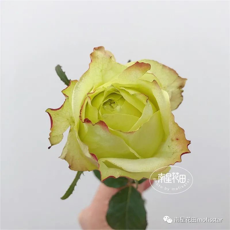 绿韵玫瑰 · 别致红配绿