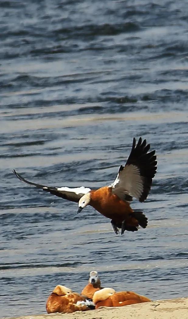 翻羽浅翔低廻舞 春江水暖鸭先知
