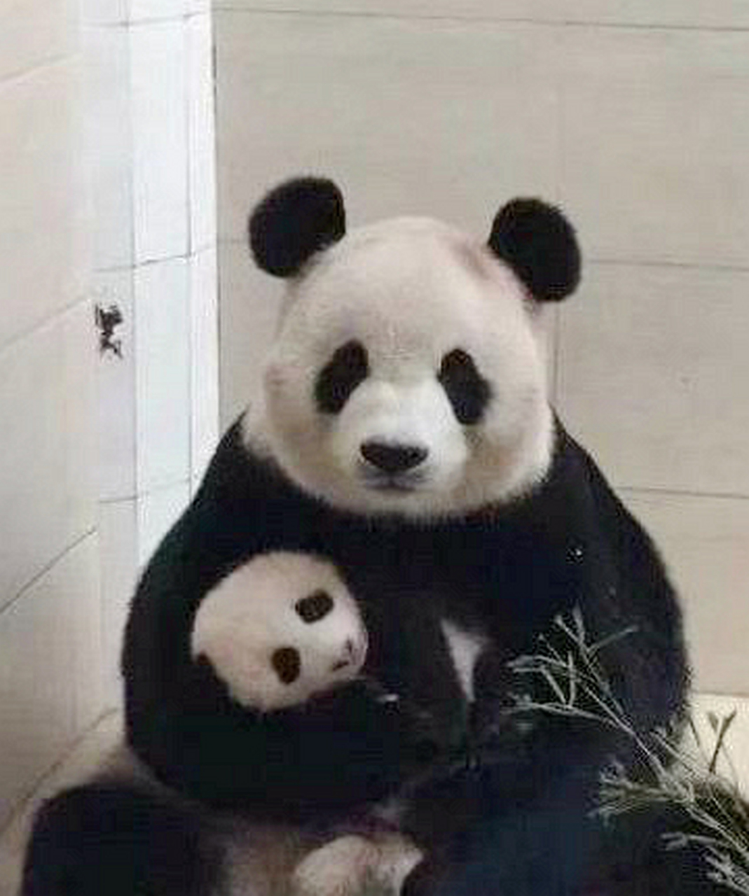 大熊猫像人类一样,满脸慈爱地抱着宝宝