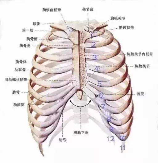 胸口是哪个位置 中间图片