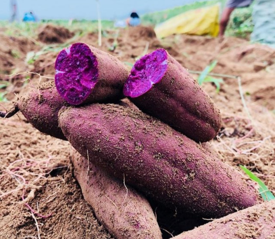 紫红薯