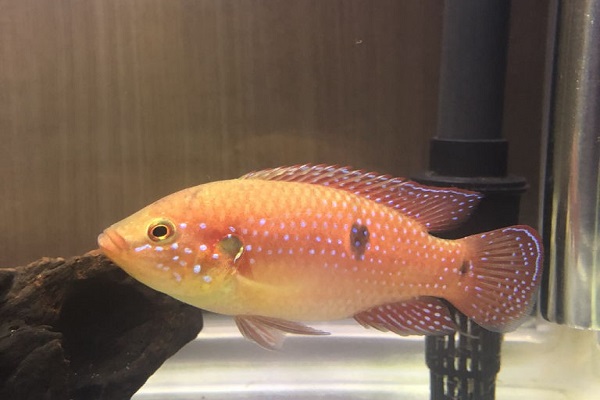 紅寶石魚可以和什麼魚—起養?