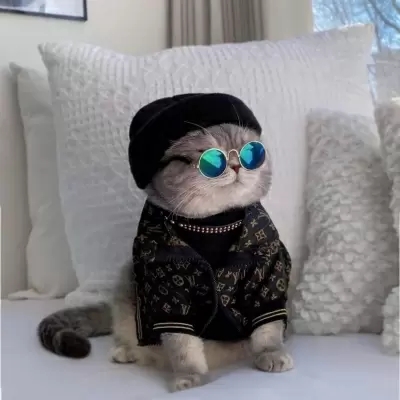 动物头像|很俏皮简单可爱的猫咪可爱头像 萌宠温柔的男女通用的猫咪