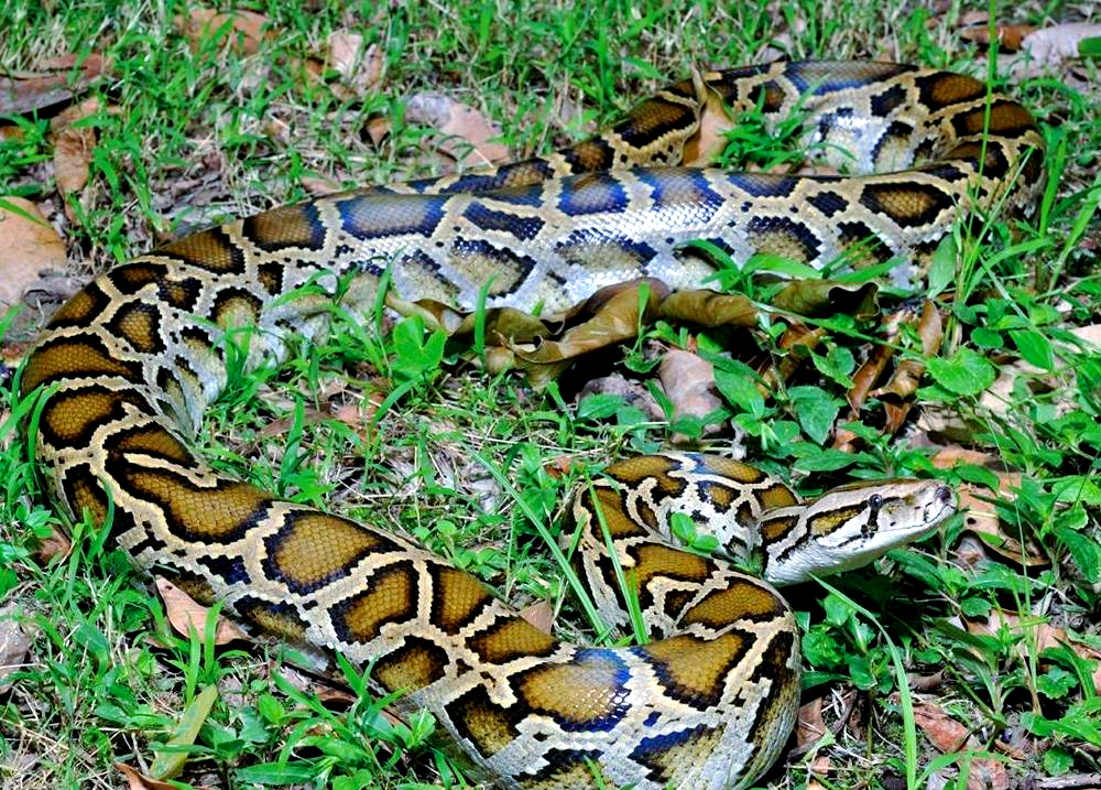 这种蟒蛇全身呈现金黄色,并点缀着不规则的