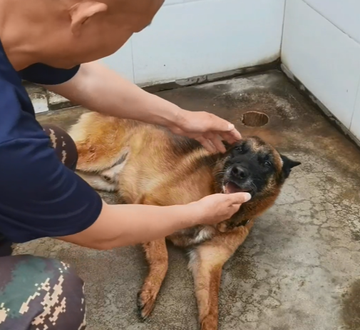 警犬电影黑虎图片