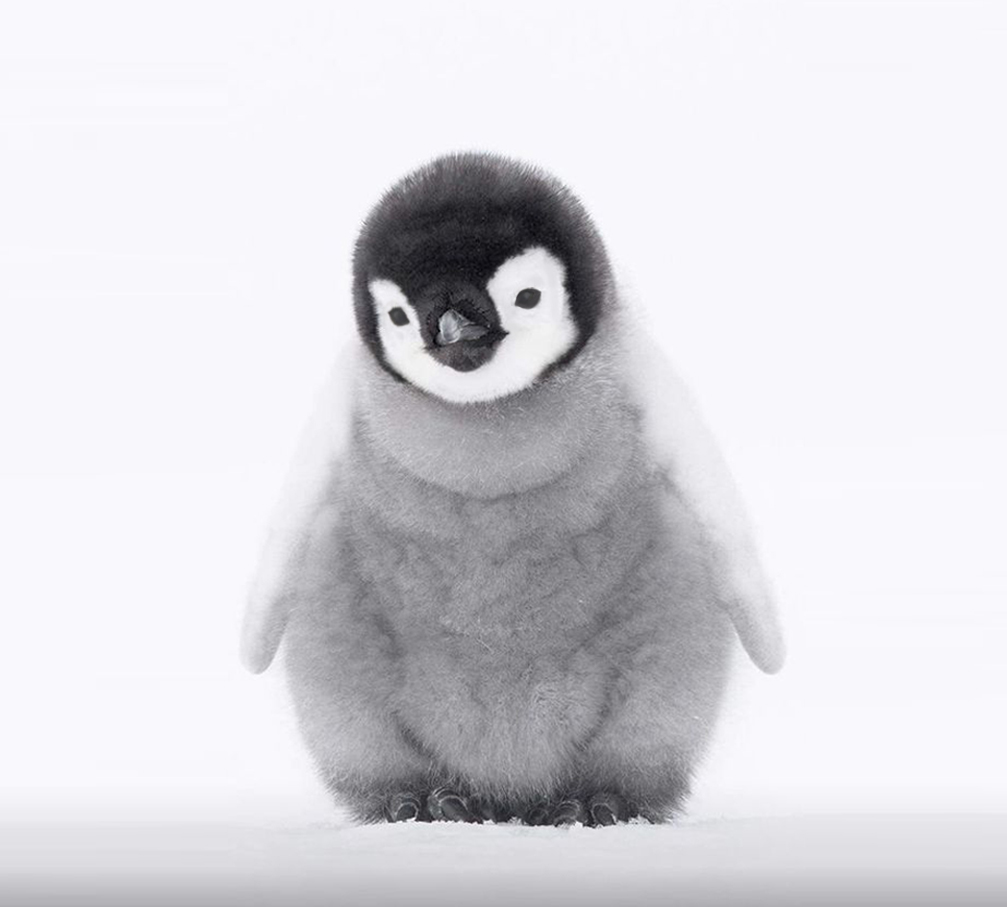 超可爱的野生动物宝宝图片,萌态十足!