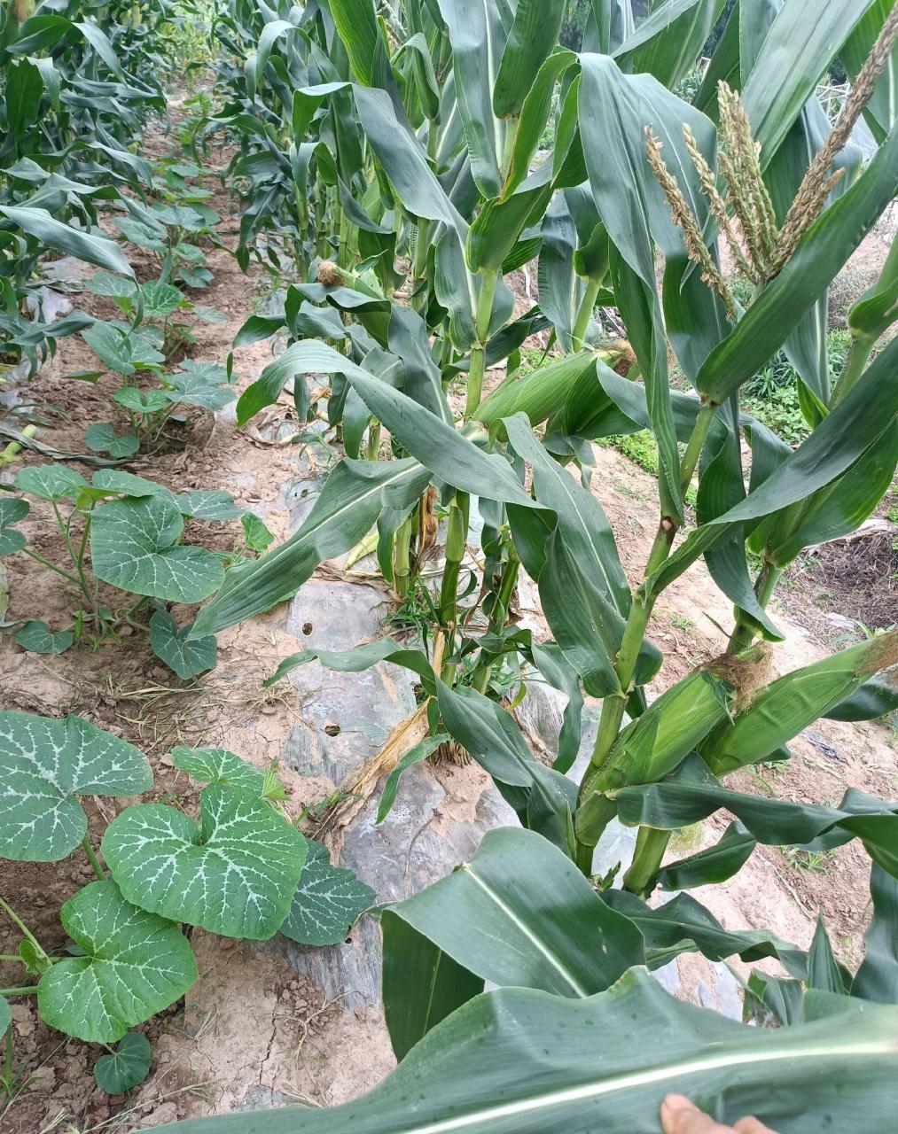 玉米套种南瓜两不误,你们觉得怎么样  本文并不代表小编赞同其观点和