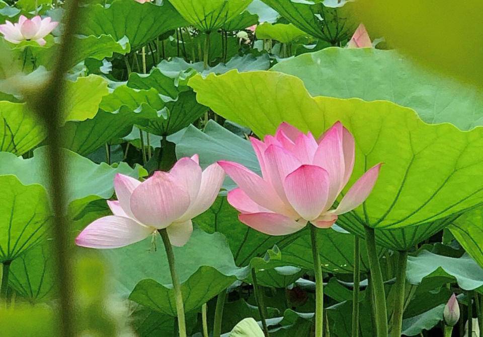 张元春专栏|七绝-荷花(平水韵)