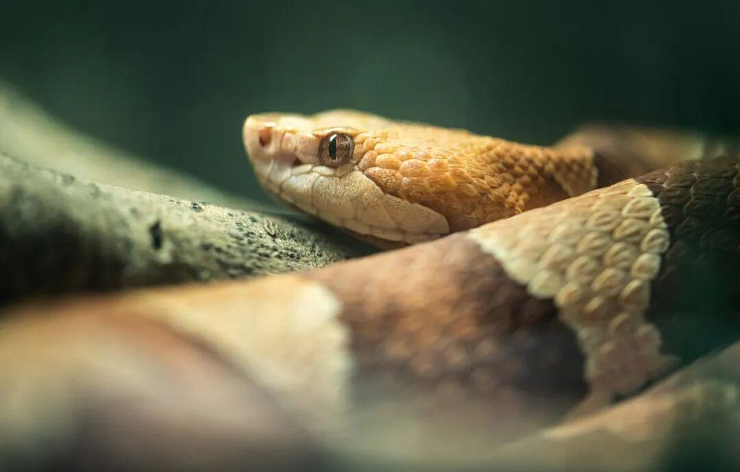 春季蛇类活跃:如何应对蛇咬伤的紧急情况