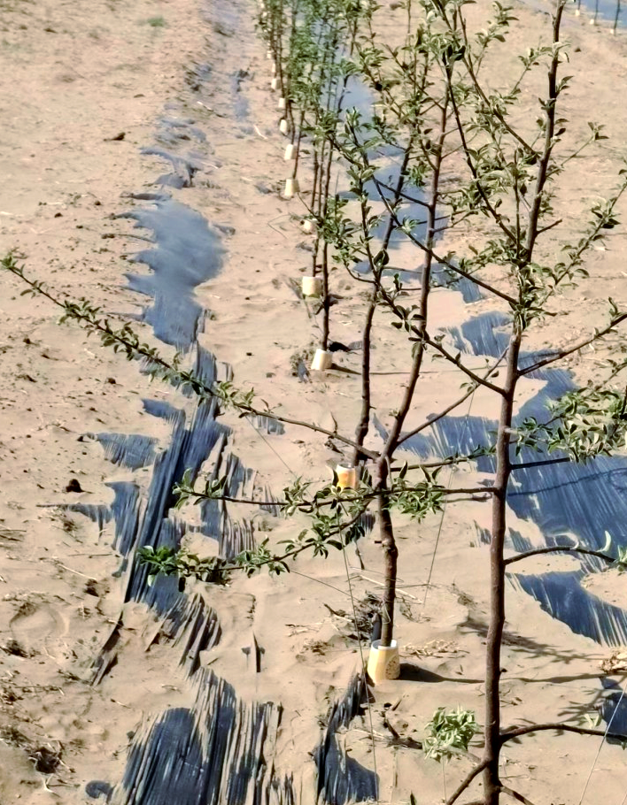 青砧1号矮砧苹果建园的关键技术要点