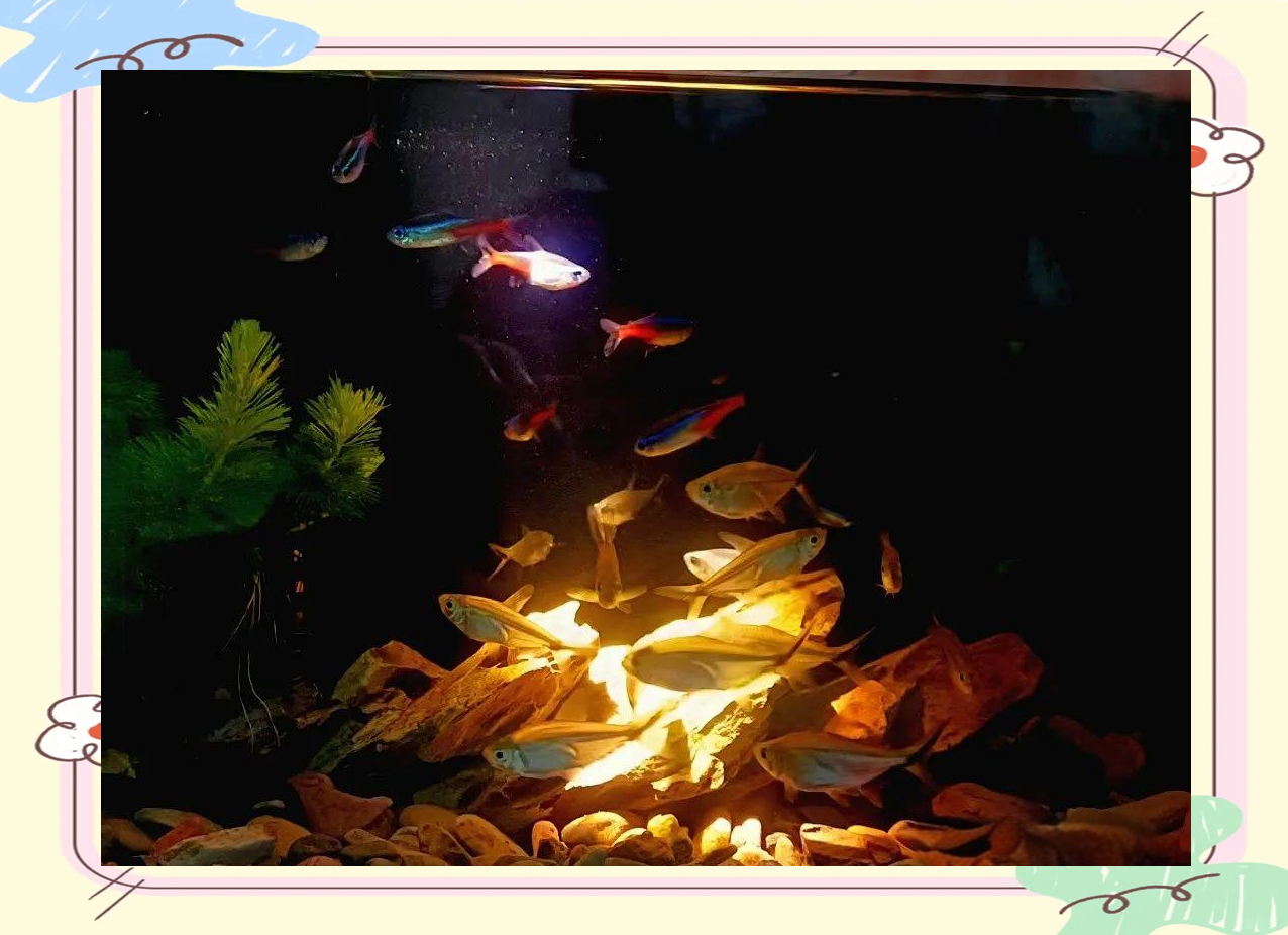 热带灯科鱼：色彩斑斓，群游壮观，水族箱中的璀璨明珠