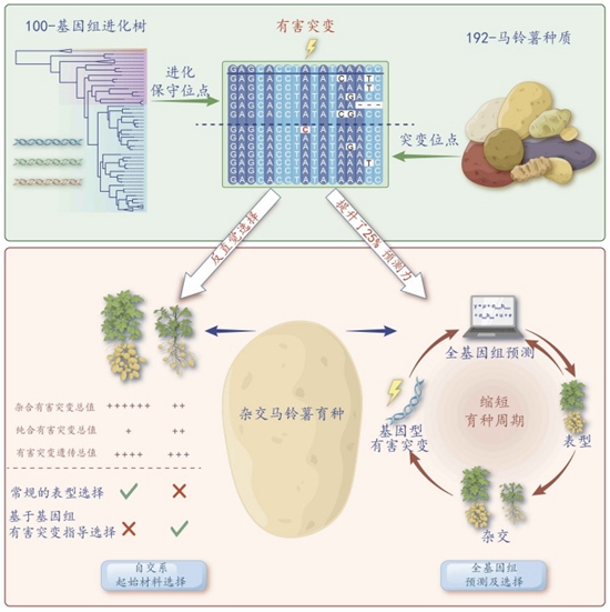 优薯1号种子图片