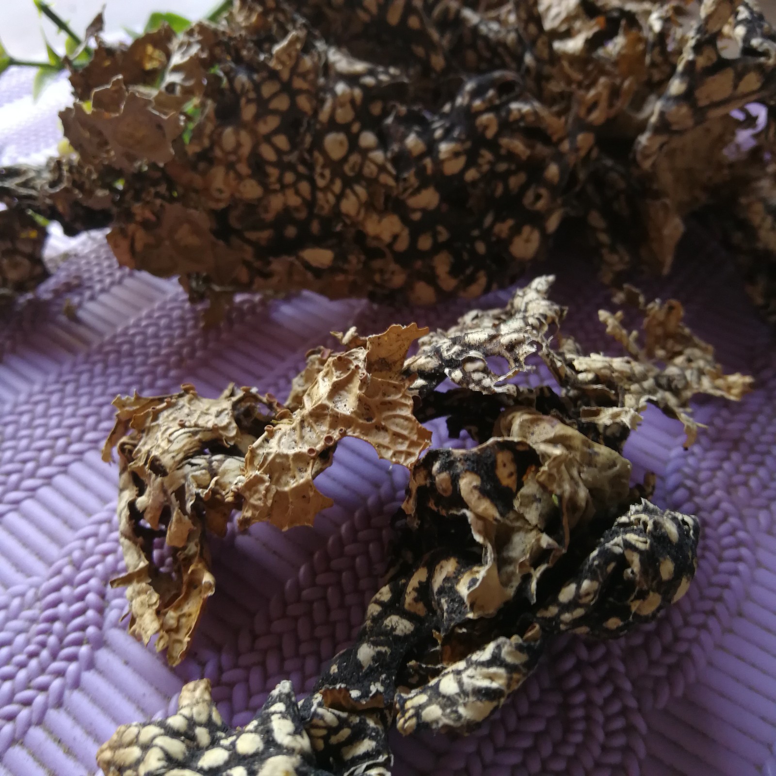 大家有没有听过一种野菜,老龙皮