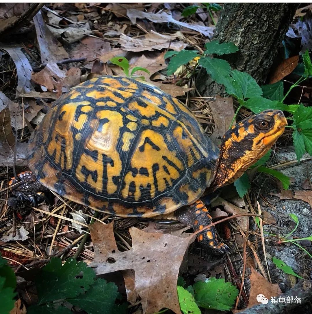 东部箱龟,曾经的王者