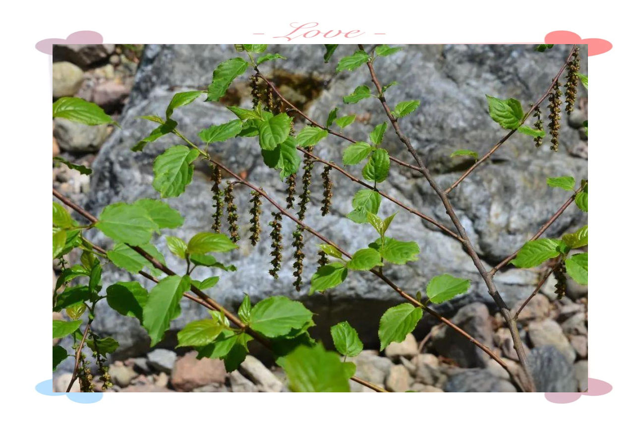 旌节花,这一在中国境内独有生长的珍稀植物,近年来也备受瞩目