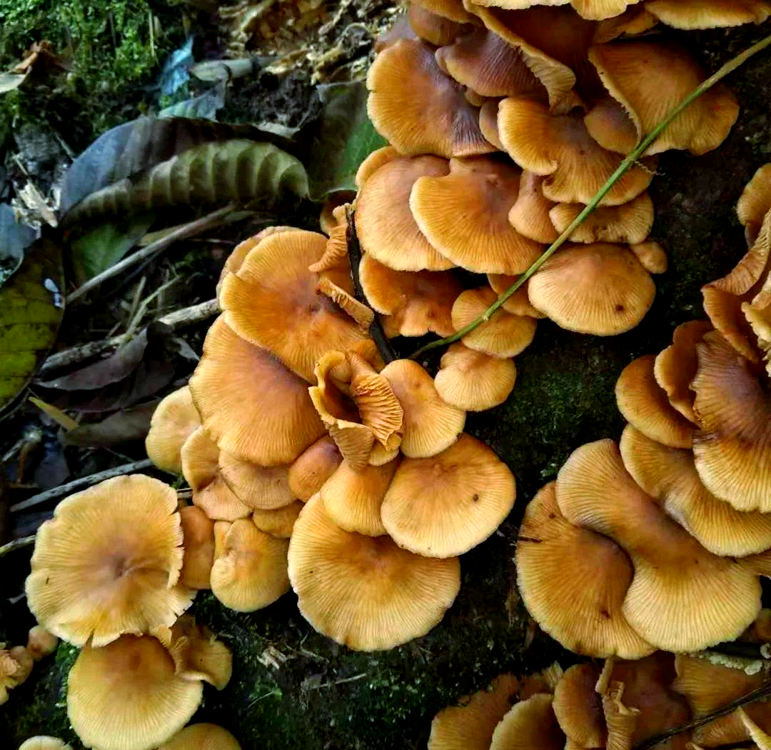 云南有毒野生菌识别与毒性解析