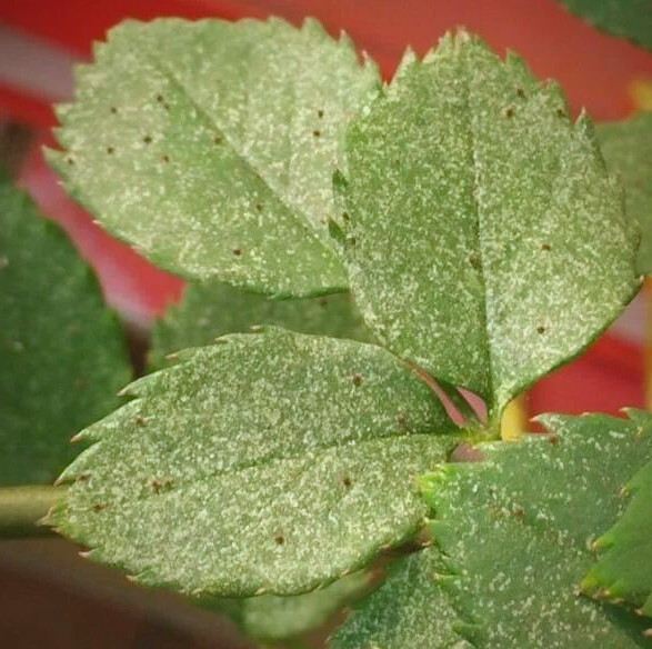 红蜘蛛:隐藏在叶片背后的植物杀手