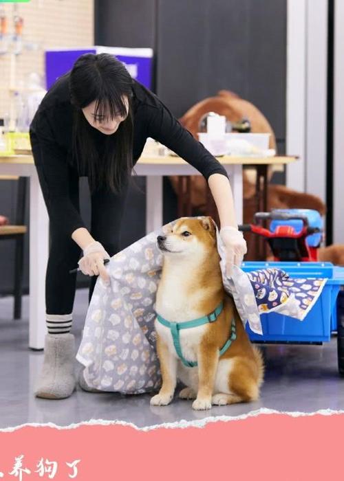 郑爽虐狗从何而来?只能说她不是那么懂狗