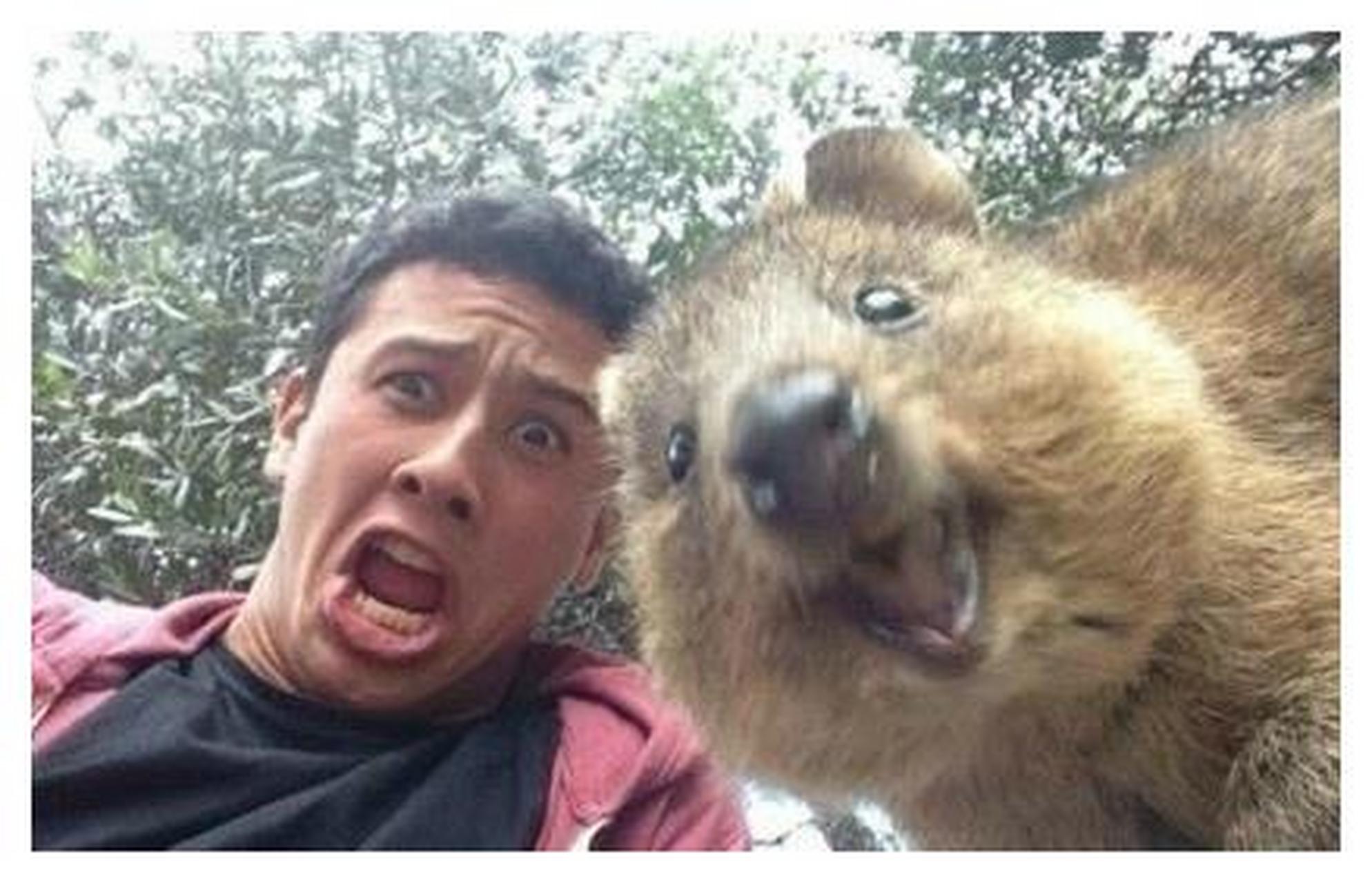 短尾矮袋鼠,是澳洲的一个濒危物种.