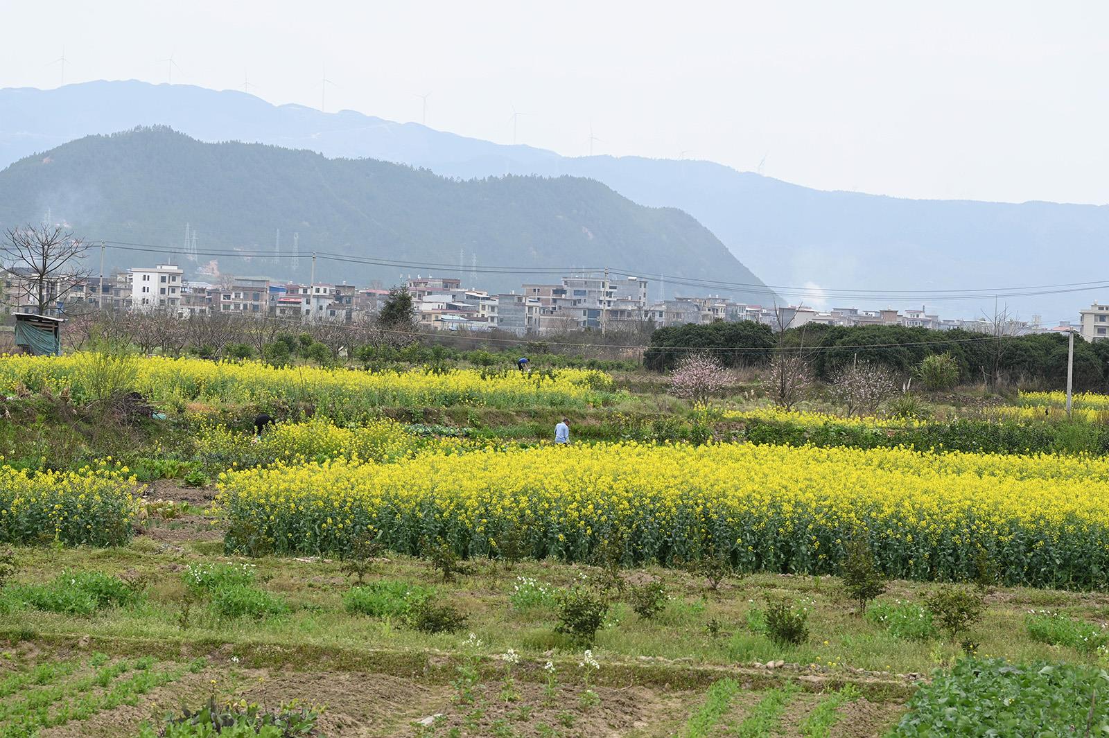 今日永州訊(藍山特約記者 梁利)3月10日,藍山縣塔峰鎮舜水河畔,鳥語