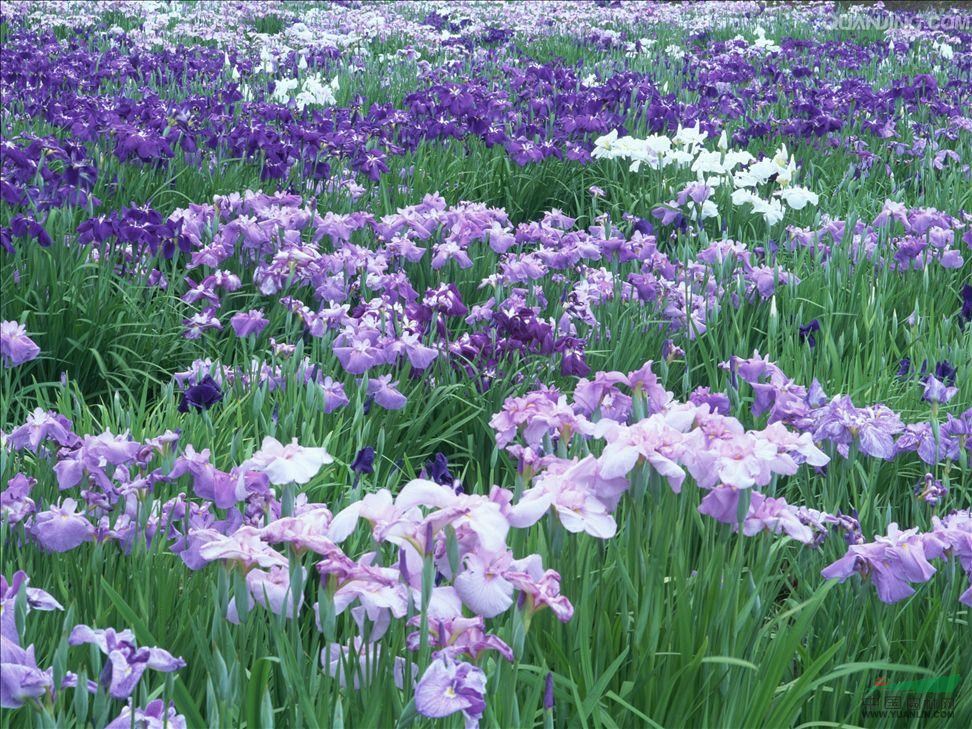 常绿水生鸢尾都有哪些用途呢