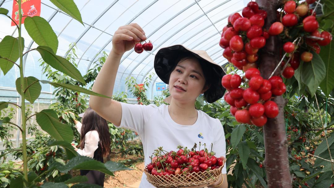 昆山天福生态园摘樱桃图片