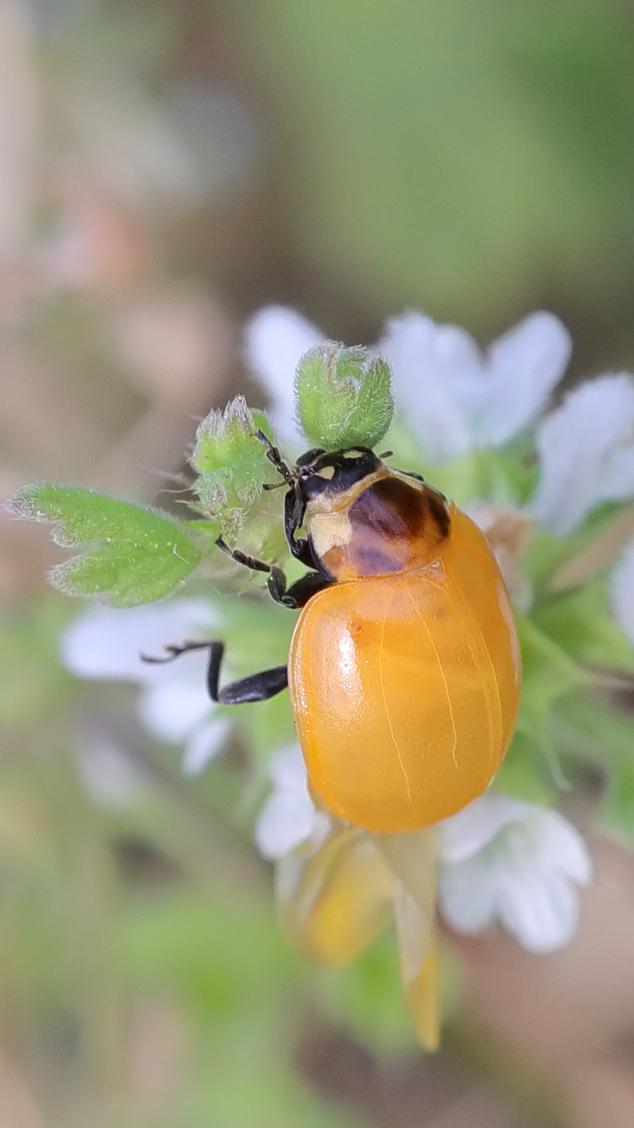 自然笔记|异色瓢虫